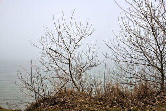 Leafless trees stand along foggy lakeside, creating serene winter scene. Soft gray tones dominate misty background. Sparse branches contrast with calm water below