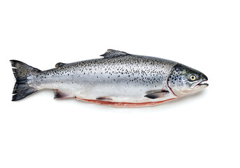 Naklejka premium Hyper-Realistic Atlantic Salmon on White Background – Fresh Raw Fish in Studio Lighting for Food Photography