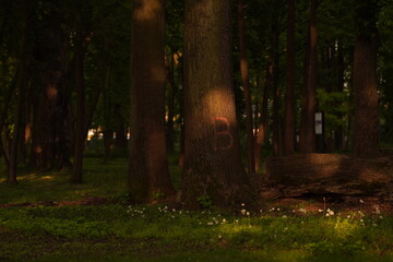 Fototapeta premium Spring nature