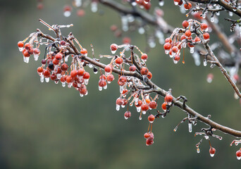 Ice on Red Berries
