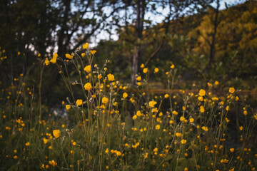 Obraz premium Des boutons d'or se détachent dans la végétation au crépuscule