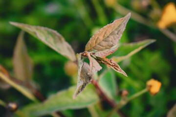Probablement une campanule (campanula sp)