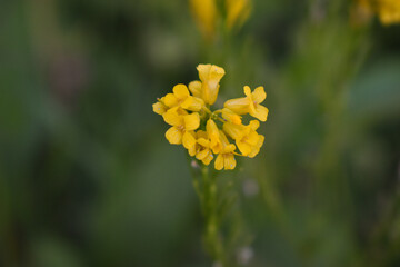 Probablement fleur jaune de barbarée (barbarea stricta, la barbarée raide), une plante envahissante, toxique pour les animaux et source de maladies pour les choux au potager