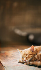 Close up of Small Peaceful Orange Red Tabby Cat Male Kitten Curled Up Sleeping In His Bed On Laminate Floor