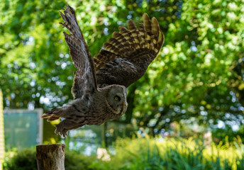 Great Grey Owl