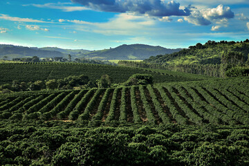 Plantação de café com céu azul , cafezal