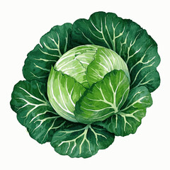 Obraz premium Crinkled Hues of Green cabbage isolated watercolor vector illustration svg