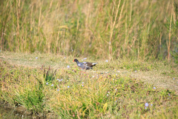 Common Moorhen Foraging in Shallow Water, Long Valley, Hong Kong