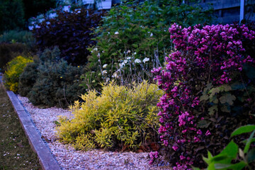 Naklejka premium Allée de parc au crépuscule avec un wegelia à fleurs rose et des arbustes