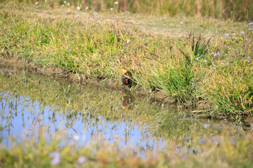 Common Moorhen Foraging in Shallow Water, Long Valley, Hong Kong