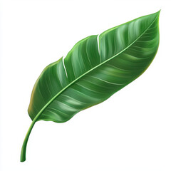 Fototapeta premium Detail of a green banana leaf isolated on a white background showcasing the vibrant texture and sheen of the leaf