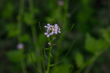 Alliaria petiolata - Fleurs d'Alliaire officinale