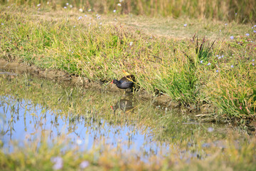 Common Moorhen Foraging in Shallow Water, Long Valley, Hong Kong