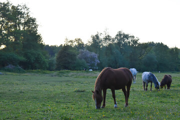 Poney broutant dans un pré au crépuscule
