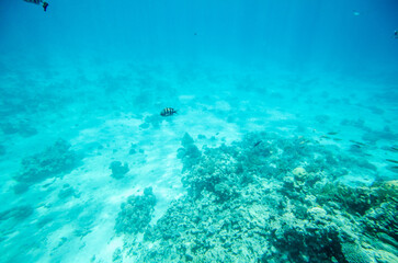 Turquoise sea bottom with scattered corals scattered across sandy seafloor. Ambient light filters through murky water, creating serene oceanic atmosphere. Minimal marine life