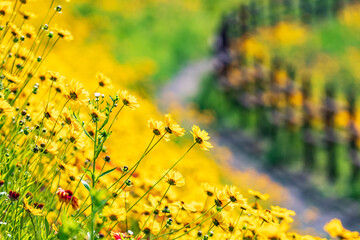 Spring scenery of Akyang Ecological Park in Haman-gun, Gyeongsangnam-do, where yellow golden waves of flowers filled the riverside field.