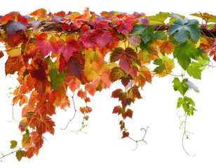 Mixed Autumn Creeper PNG Red, Orange, Green Leaves in Fall Gradient Trailing Cutout