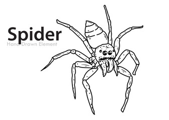 spider on a white background