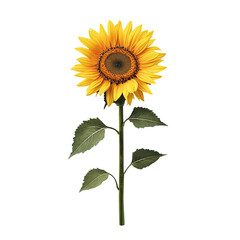 Fototapeta premium Vibrant sunflower against black backdrop