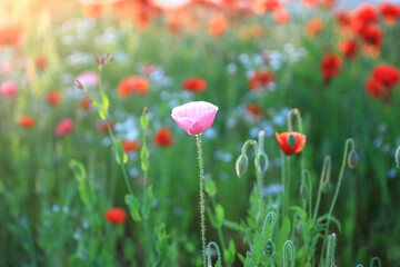 Obraz premium Red poppies, cornflowers, baby bad breath, gypsum pila flower d blooming scenery