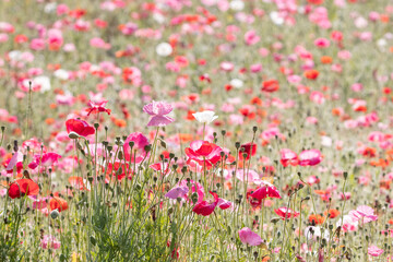 Red poppies, cornflowers, baby bad breath, gypsum pila flower d blooming scenery