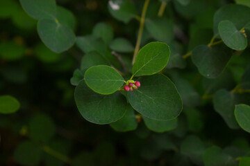Feuilles et petites fleurs rouges de symphorine (Symphoricarpos sp)