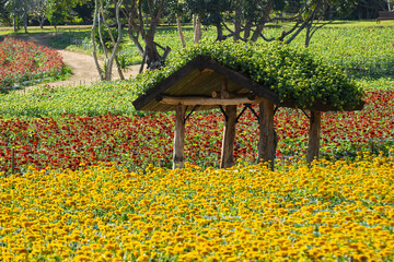 Marigold garden, natural background orange, pink, red, yellow marigolds in the flower garden. A flower garden with beautiful colorful flowers at Pannawat Meditation Center, Hod District, Chiang Mai