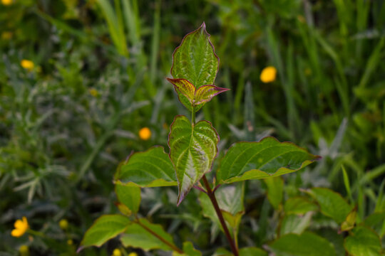 Jeune Cornouiller (cornus sp), un arbuste m&eacute;dicinal