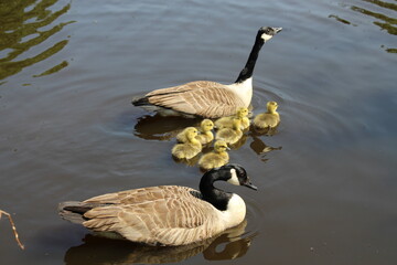 geese on the pond
