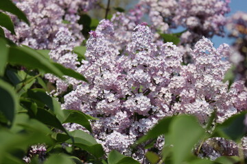 lilac flowers in the garden