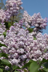 lilac