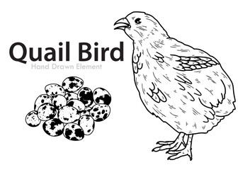vector illustration of a Quail Bird