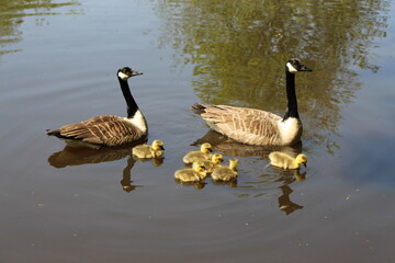 geese on the pond
