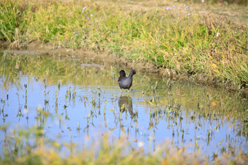 Common Moorhen Foraging in Shallow Water, Long Valley, Hong Kong