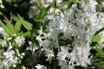white flowers in the garden