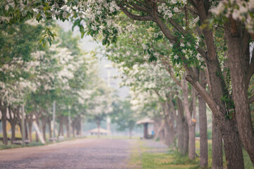 white Fringe flower under blue sky and the sunlight. Korean white Fringe trees along the street. snow flower,