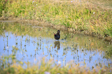 Common Moorhen Foraging in Shallow Water, Long Valley, Hong Kong