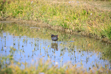 Common Moorhen Foraging in Shallow Water, Long Valley, Hong Kong