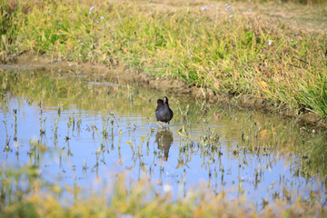 Common Moorhen Foraging in Shallow Water, Long Valley, Hong Kong