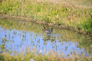 Common Moorhen Foraging in Shallow Water, Long Valley, Hong Kong