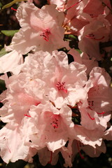 pink rhododendron flowers