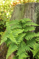 fern in the woods