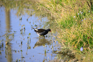 Common Moorhen Foraging in Shallow Water, Long Valley, Hong Kong