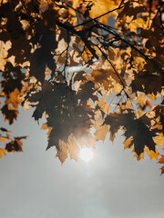 autumn leaves on the tree