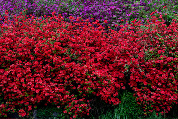 Orange azalea flowers bush,background with orange azalea,royal azalea,beautiful colorful flowers blooming in nature