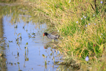 Common Moorhen Foraging in Shallow Water, Long Valley, Hong Kong