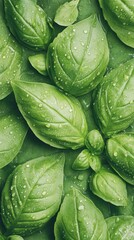 Obraz premium Fresh green basil leaves covered in clear water droplets. Close up view of vibrant herb. Natural organic food background. Healthy eating concept