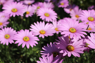 pink daisies