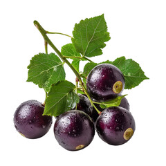 Fresh Black Grapes with Leaves and Water Drops on White Background, Highlighting Juiciness and Natural Beauty of Grapes Transparent background, PNG