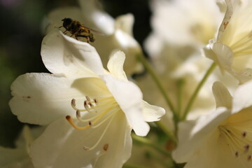 bee on a flower